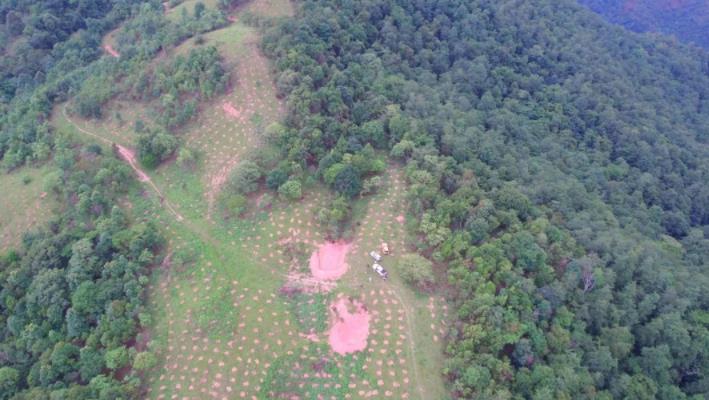 雲(yún)南省のアジアゾウに面積1000ムーの「専用食堂」