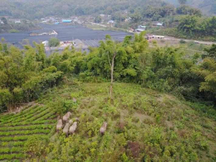 雲(yún)南省のアジアゾウに面積1000ムーの「専用食堂」