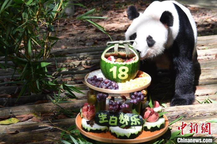 18歳の誕生日を迎えたパンダの「秋浜」（寫真提供?深セン野生動(dòng)物園）。