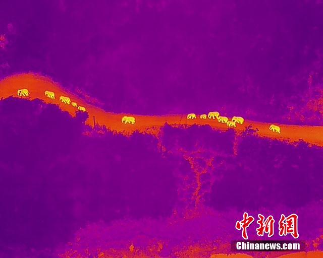 サーモグラフィーカメラが捉えたアジアゾウの群れ（撮影?魯皖陽/寫真著作権は人民視覚が所有のため転載禁止）