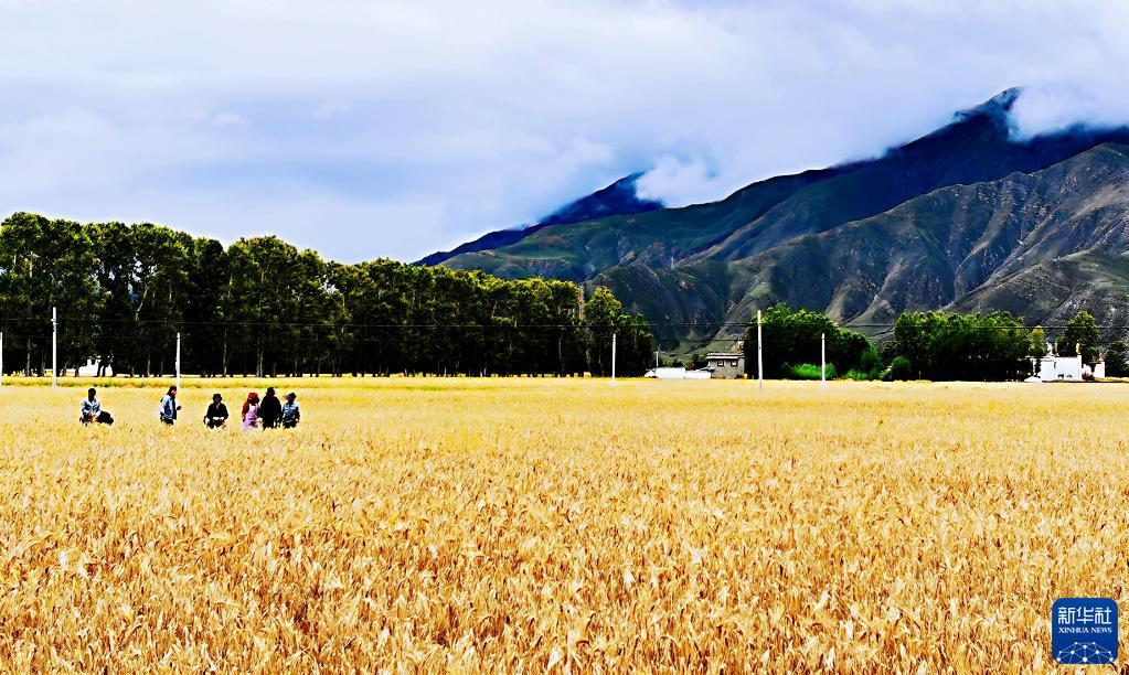 9月5日、西蔵（チベット）自治區(qū)拉薩（ラサ）市林周（ルンドゥプ）県辺交林郷で、刈り取り作業(yè)を待つハダカムギ畑（撮影?沈虹氷）。