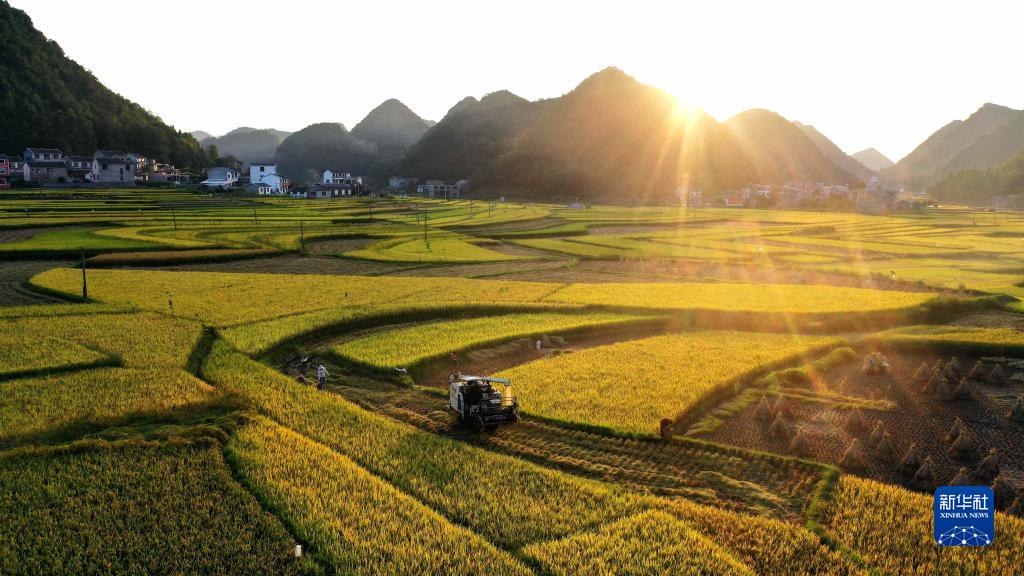 貴州省の豊作の風(fēng)景