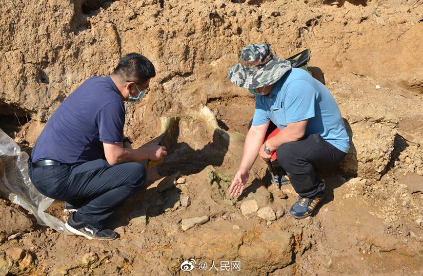 200萬年前のゾウの腰骨化石見つかる　河南省汝州