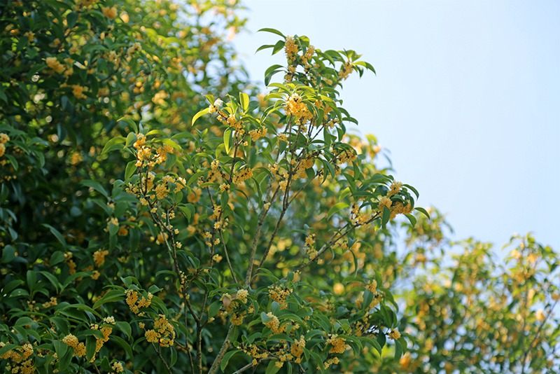 9月21日、上海植物園で開花したモクセイ。畫像は上海植物園が提供