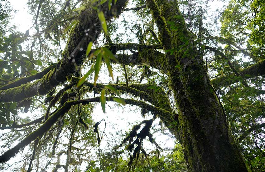 樹齢500年の野生のウンナンコウトウスギ発見　雲(yún)南省