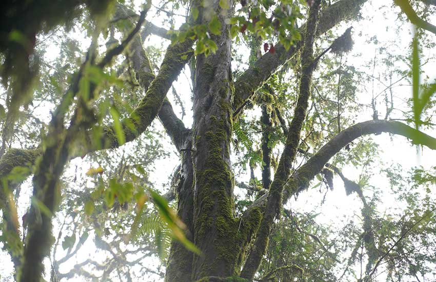 樹齢500年の野生のウンナンコウトウスギ発見　雲(yún)南省