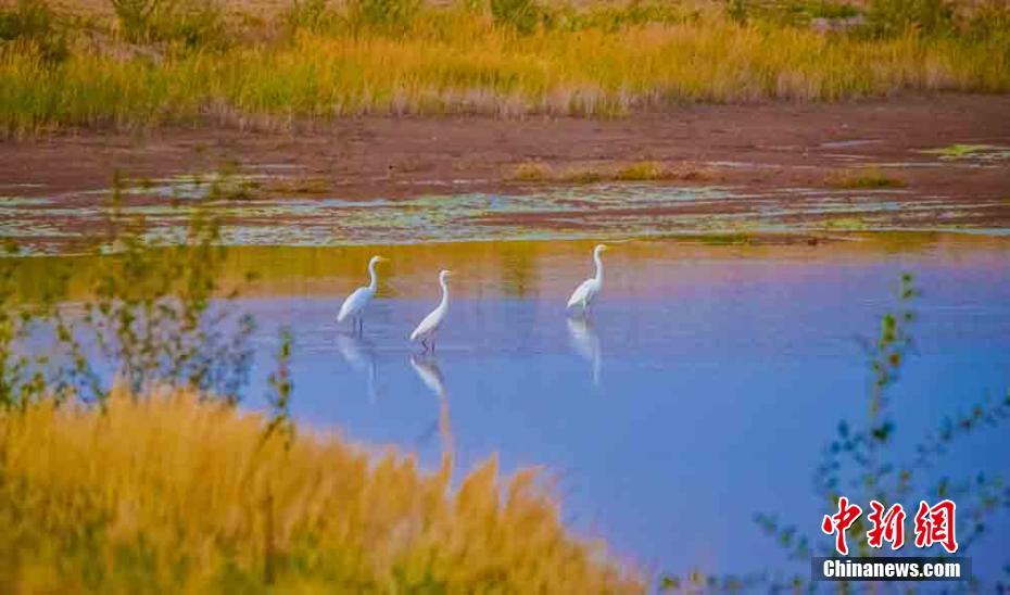 甘粛省敦煌大砂漠のもう一つの景観、鳴沙山麓を舞うシラサギ