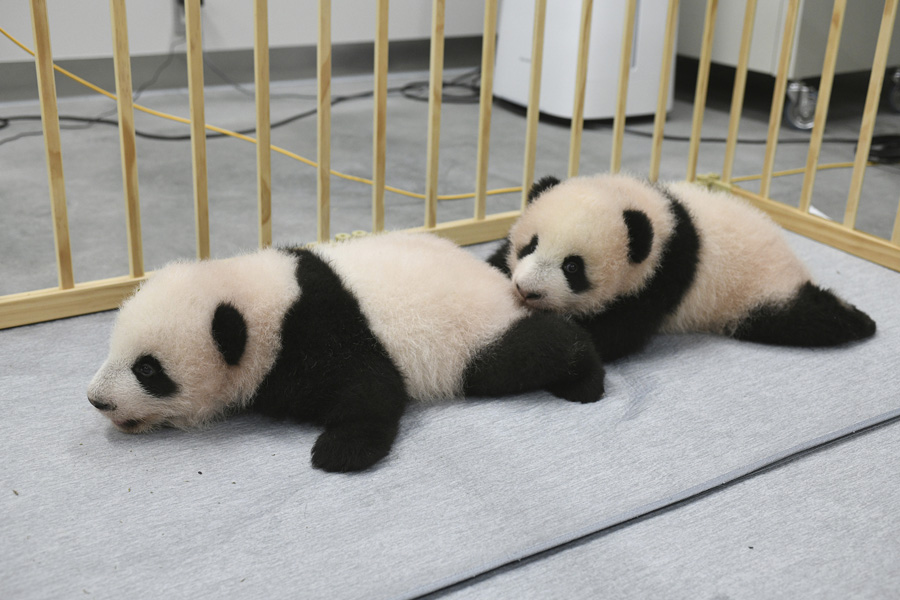 東京の上野動物園で誕生した雄と雌の雙子の赤ちゃんパンダ（寫真著作権はCFP視覚中國が所有のため転載禁止）。 