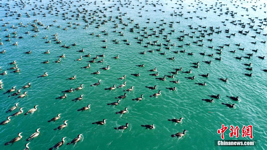 見る者を魅了する黃河水源の秋景色　青海省