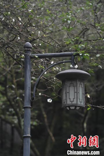 杭州西湖で季節(jié)外れの桜が開花　ちょっと変わった秋景色