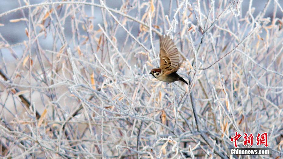 今年初めての霧氷が観測された內(nèi)モンゴル?アルグン