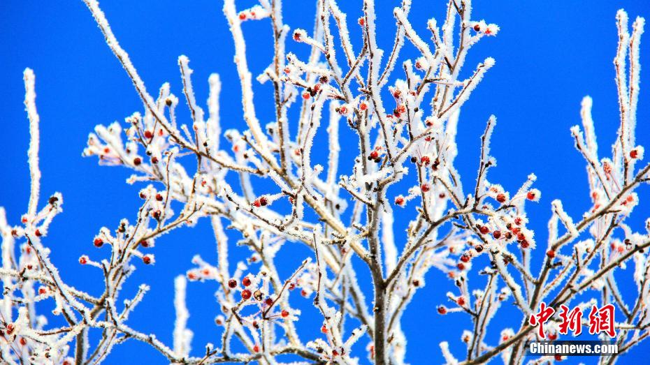 今年初めての霧氷が観測された內モンゴル?アルグン