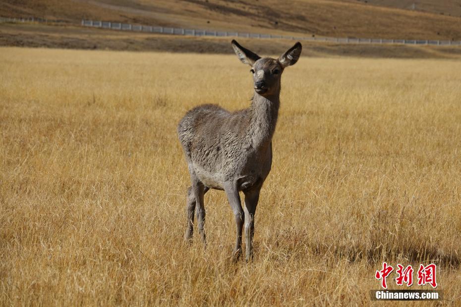 東チベットの「精霊」と呼ばれる中國國家二級保護動物のアカシカ