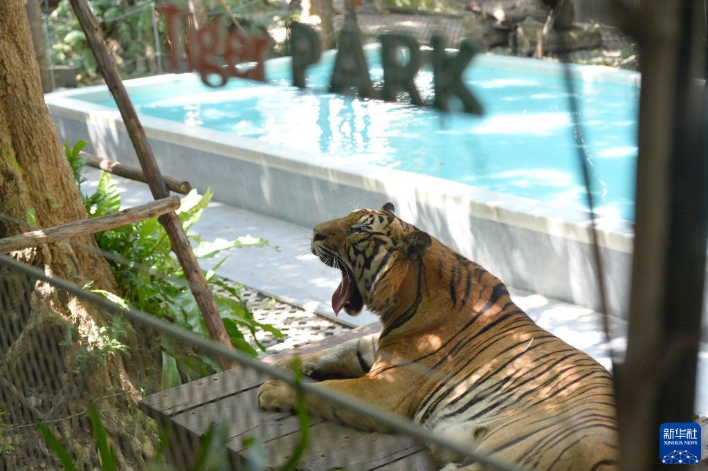 10月27日、タイのタイガーパークパタヤで飼育されているトラ。