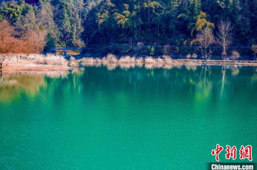 湖面から木が生えた獨(dú)特な「水上樹(shù)林」の景色　湖北省利川