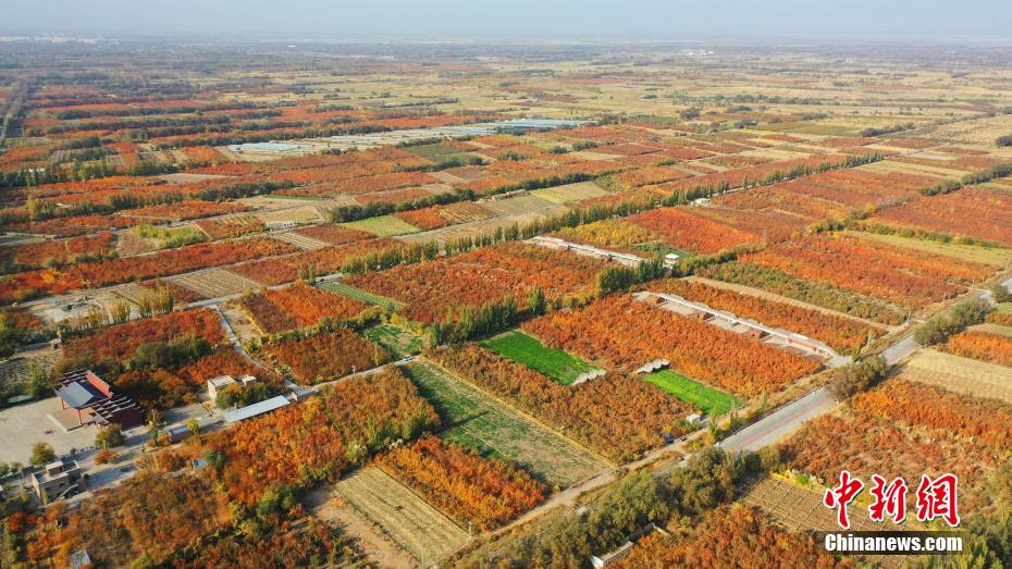 秋の雰囲気漂う広大なアンズ園　新疆