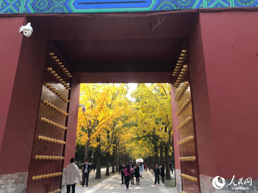 地壇公園のイチョウ。（撮影?玄番登史江）