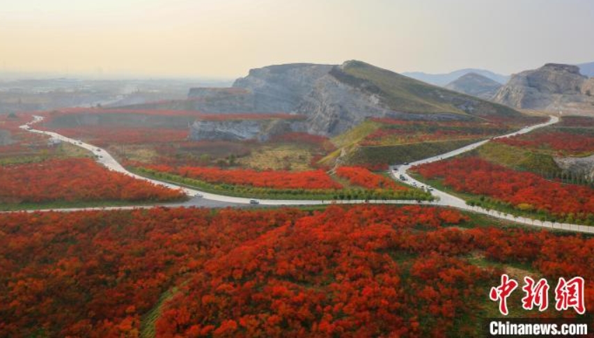 河北省三河市東部鉱山で、真っ赤に色づいたルスティフィナの葉（撮影?劉循平）。