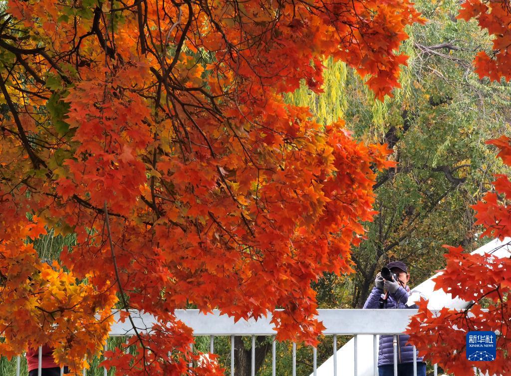 北京玉淵潭公園の秋景色（11月2日撮影?羅暁光）。