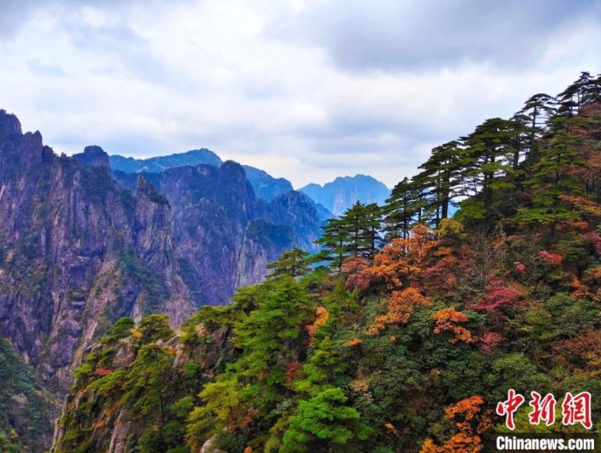 赤や黃色に染まった木々が美しい黃山景勝地（撮影?陳偉）。