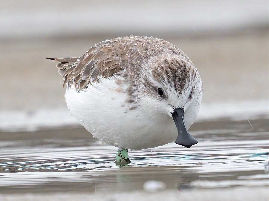 「鳥類界のパンダ」と言われるヘラシギが3年続けて福建省に飛來(lái)