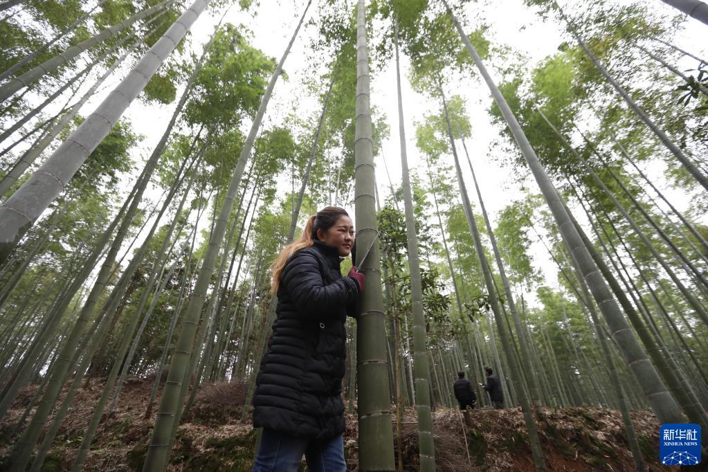 竹酒を「植える」ビジネスを展開するミャオ族の女性　貴州省