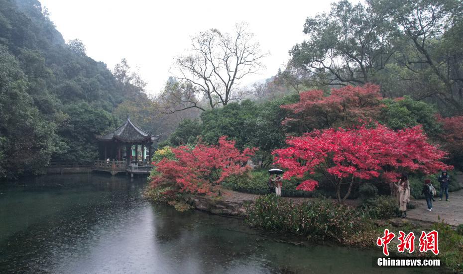 燃え立つように色づいた紅葉（撮影?張茵）。