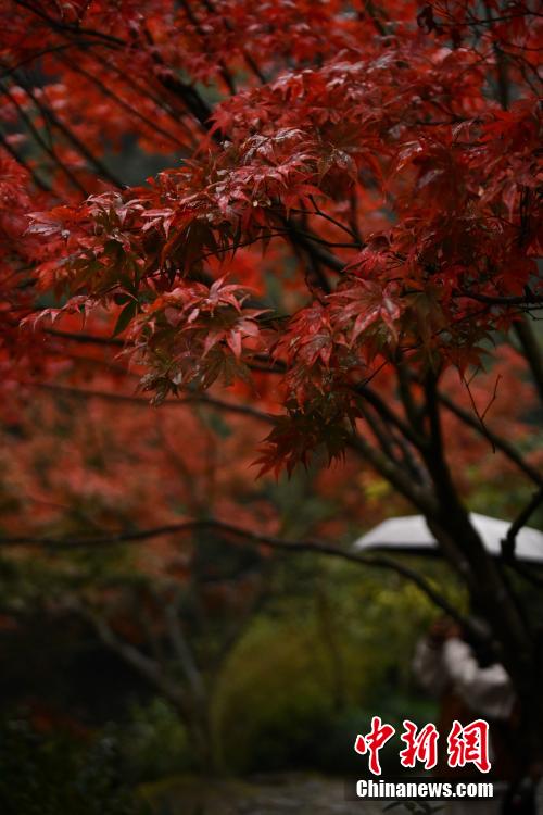 紅葉に魅了され寫真撮影を楽しむ観光客　浙江省杭州