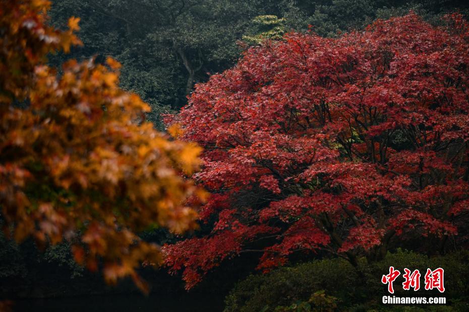 紅葉に魅了され寫真撮影を楽しむ観光客　浙江省杭州