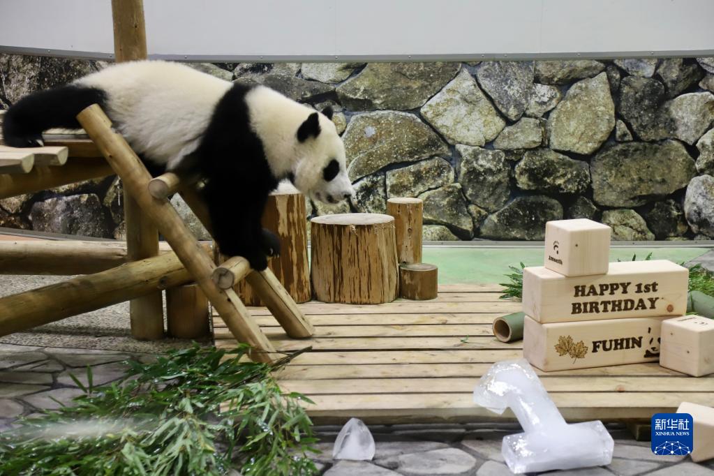 11月22日、日本和歌山県のアドベンチャーワールドで行われた赤ちゃんパンダ「楓浜（フウヒン）」の誕生會(huì)の様子（撮影?姜俏梅）。