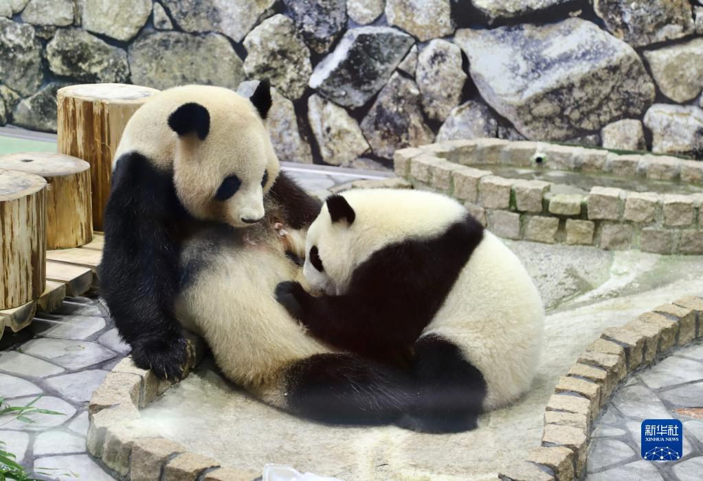 1歳の誕生日を迎えた赤ちゃんパンダの「楓浜」　日本和歌山県