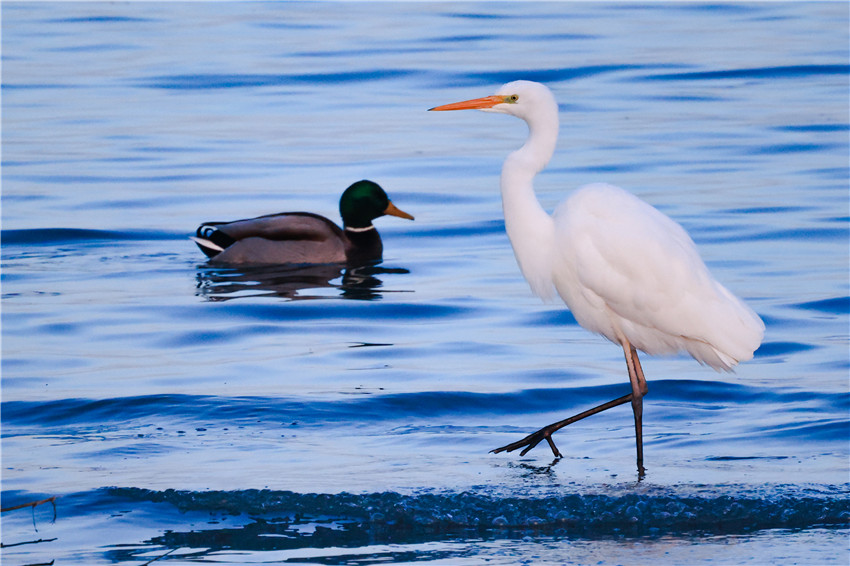 渡り鳥で賑わう冬のボステン湖　新疆