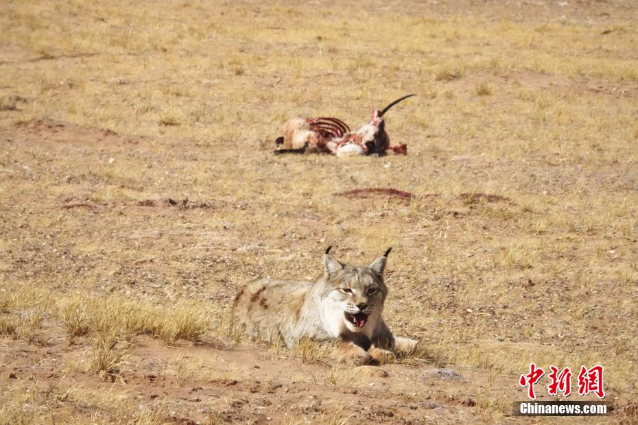 オオヤマネコがチベットカモシカを捕食する様子を撮影　青海