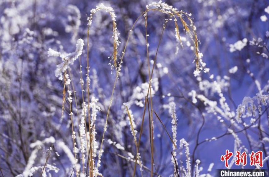 降雪後の霧氷はメルヘンの世界　四川省若爾蓋