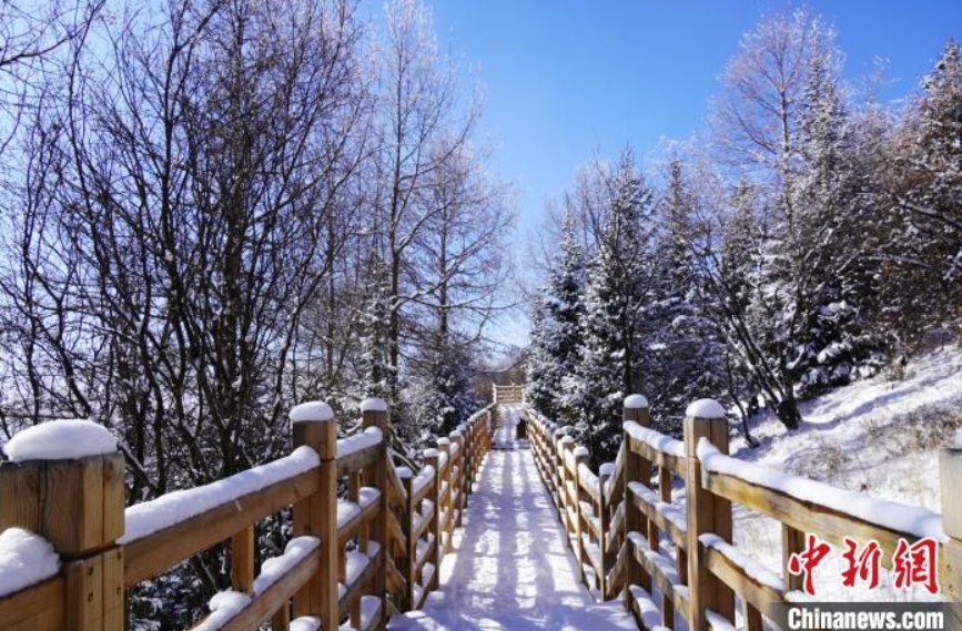 降雪後の霧氷はメルヘンの世界　四川省若爾蓋