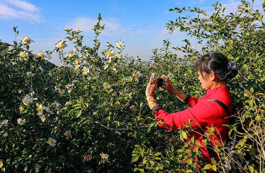 美しいアブラツバキの花が満開に　広西