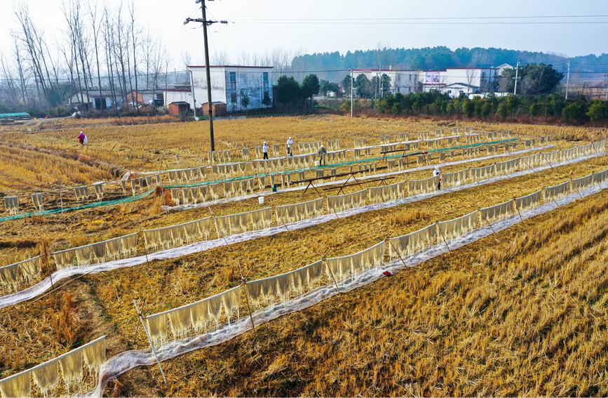 12月13日、光山県文殊郷杜槐村の芳斌家庭農(nóng)場で、サツマイモだけで作る春雨ヌードルの製造、天日干し作業(yè)などを行う村民ら（撮影?謝萬柏）。