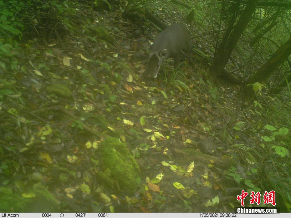 米倉山自然保護區(qū)で撮影された野生保護動物たち　四川省