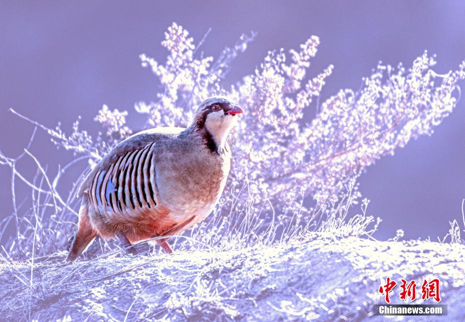 極寒の雪の中でエサを探すオオイワシャコ（撮影?張學(xué)江）。