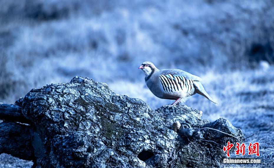 賑やかなさえずり競(jìng)う野生の鳥たち　甘粛省蘭州