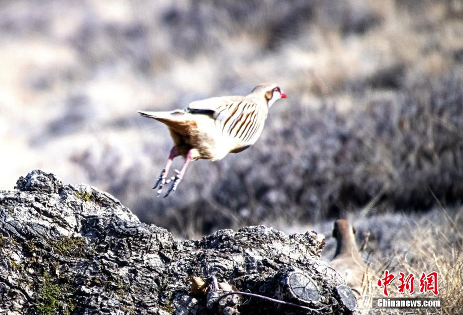 賑やかなさえずり競(jìng)う野生の鳥(niǎo)たち　甘粛省蘭州