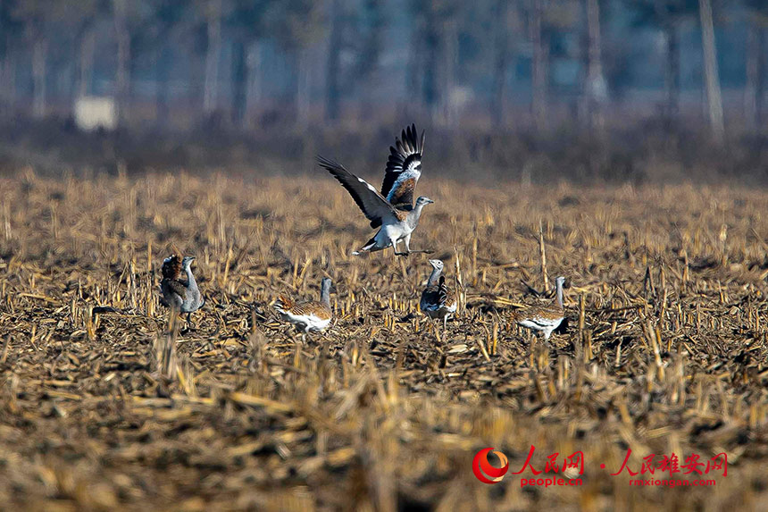 渡り鳥十數(shù)萬羽が生息する鳥たちの楽園?雄安新區(qū)白洋淀　河北省