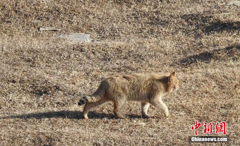 大通北川河源區(qū)自然保護(hù)區(qū)でユキヒョウとハイイロネコの姿捉える　青海省