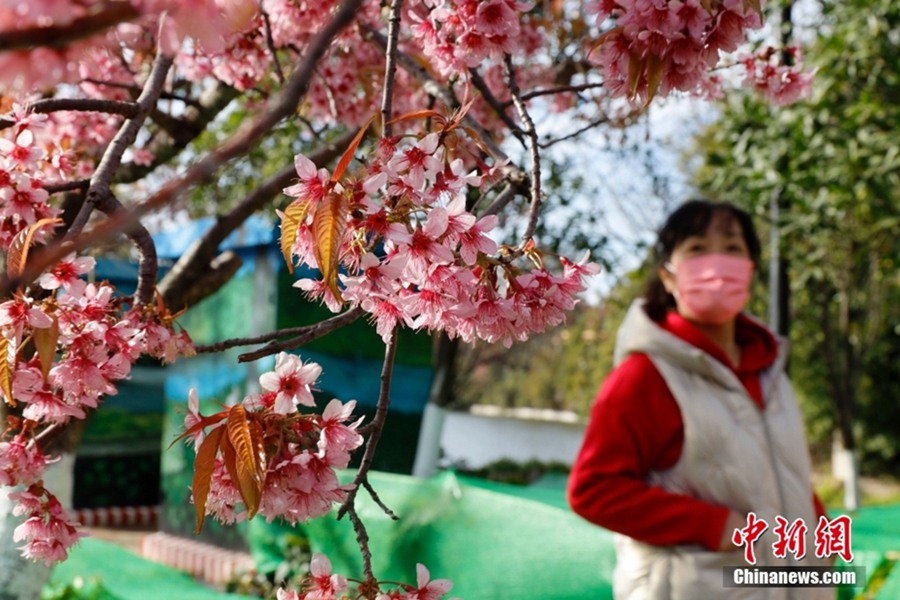 春の都と呼ばれる昆明を華やかに飾る満開の冬桜　雲(yún)南省