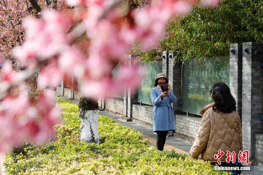 春の都と呼ばれる昆明を華やかに飾る満開の冬桜　雲(yún)南省