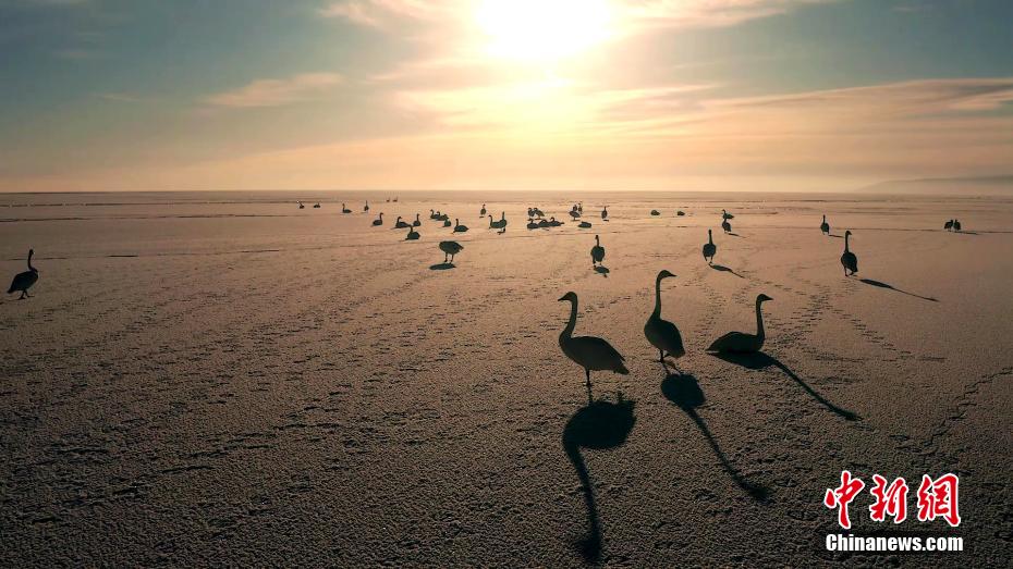 白鳥(niǎo)の群れが織りなす幻想的な光景　青海