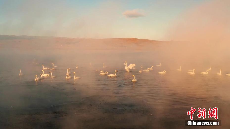 白鳥の群れが織りなす幻想的な光景　青海