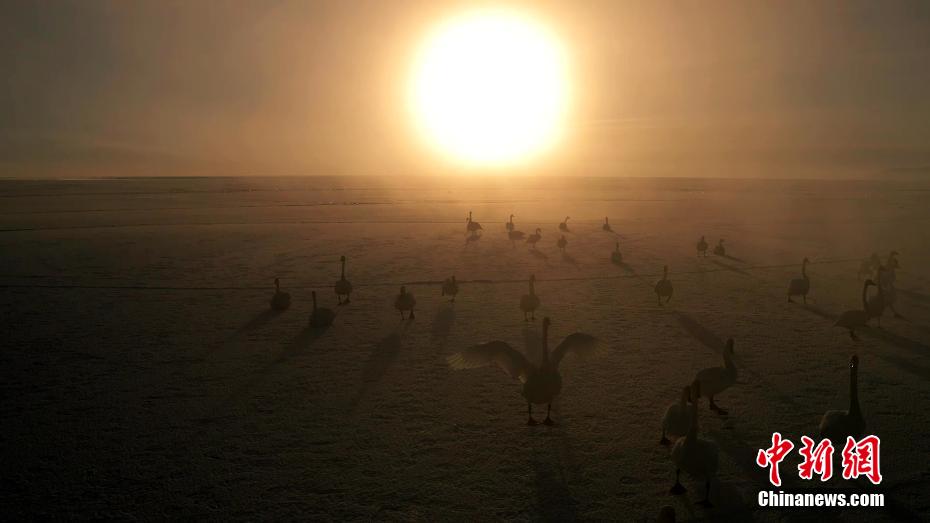 白鳥の群れが織りなす幻想的な光景　青海