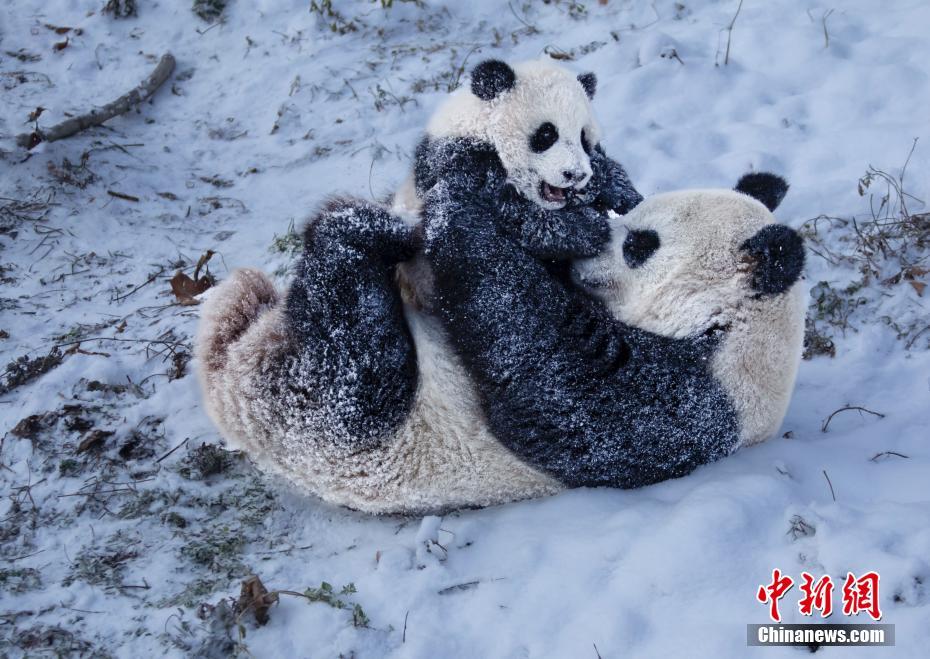 雪遊びを楽しむパンダ（撮影?陳先林）。