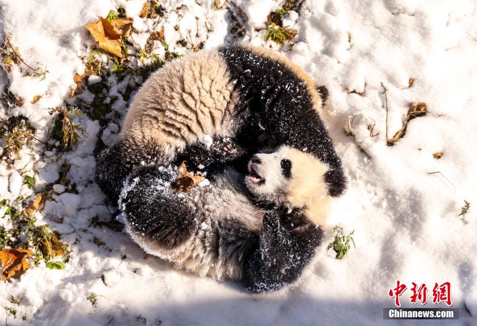 雪を楽しむパンダがカワイイ！　四川省汶川